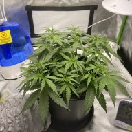 Growcannabis
