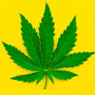 cannabis004